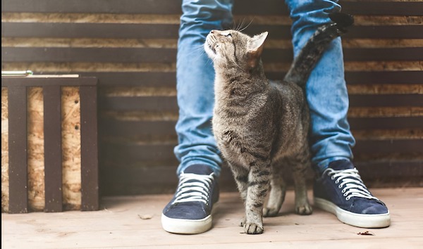 Ce que cela signifie lorsque mon chat se frotte contre moi: tout savoir sur le comportement félin