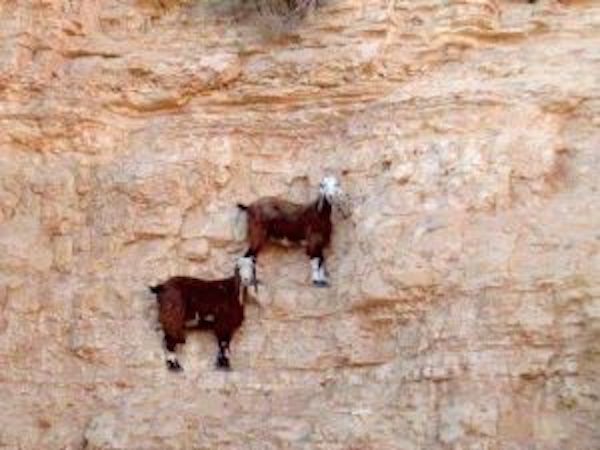 Ces super chèvres sont les véritables maîtres de l'escalade verticale