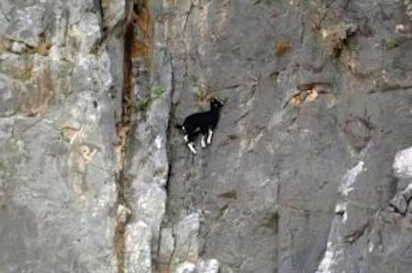 Ces super chèvres sont les véritables maîtres de l'escalade verticale