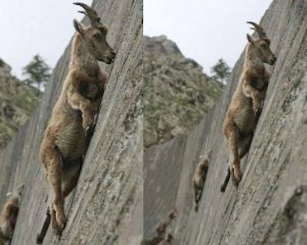 Ces super chèvres sont les véritables maîtres de l'escalade verticale