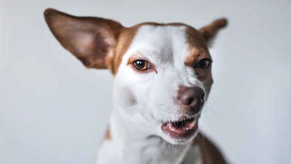 C'est ainsi que les chiens détectent les mauvaises personnes