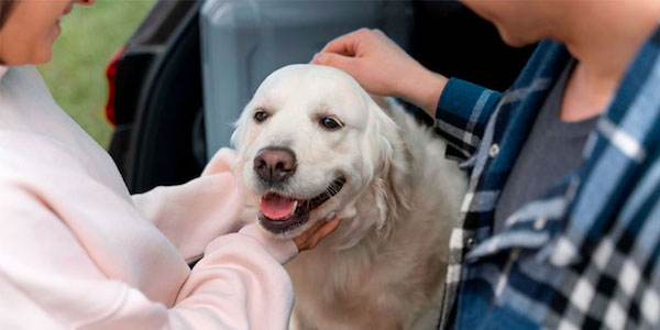 C'est ainsi que les chiens détectent les mauvaises personnes