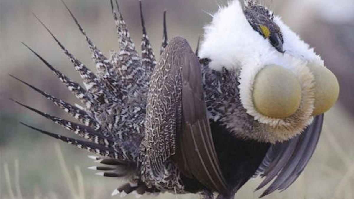 Cet oiseau à l'aspect étrange captive tout le monde par son existence