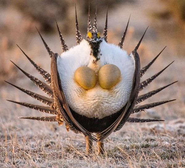 Cet oiseau à l'aspect étrange captive tout le monde par son existence