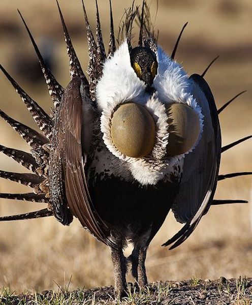 Cet oiseau à l'aspect étrange captive tout le monde par son existence