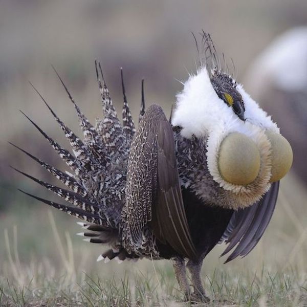 Cet oiseau à l'aspect étrange captive tout le monde par son existence