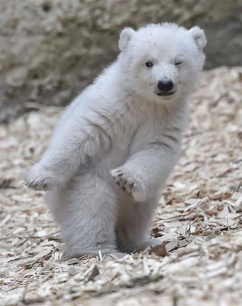 Cet ours polaire a conquis tout le monde pour les gestes qu'il fait en s'amusant