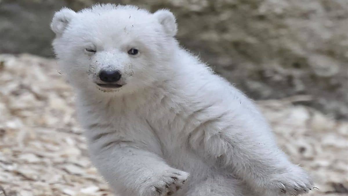 Cet ours polaire a conquis tout le monde pour les gestes qu'il fait en s'amusant