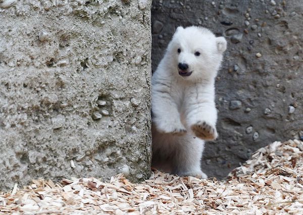 Cet ours polaire a conquis tout le monde pour les gestes qu'il fait en s'amusant