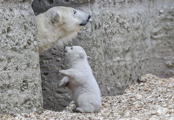 Cet ours polaire a conquis tout le monde pour les gestes qu'il fait en s'amusant