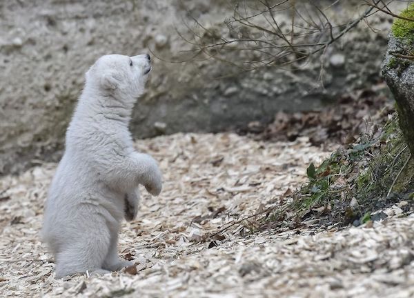 Cet ours polaire a conquis tout le monde pour les gestes qu'il fait en s'amusant