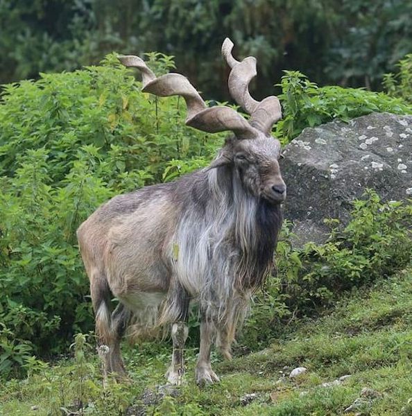 Cette chèvre unique en son genre surprend tout le monde avec sa corne extrêmement rare