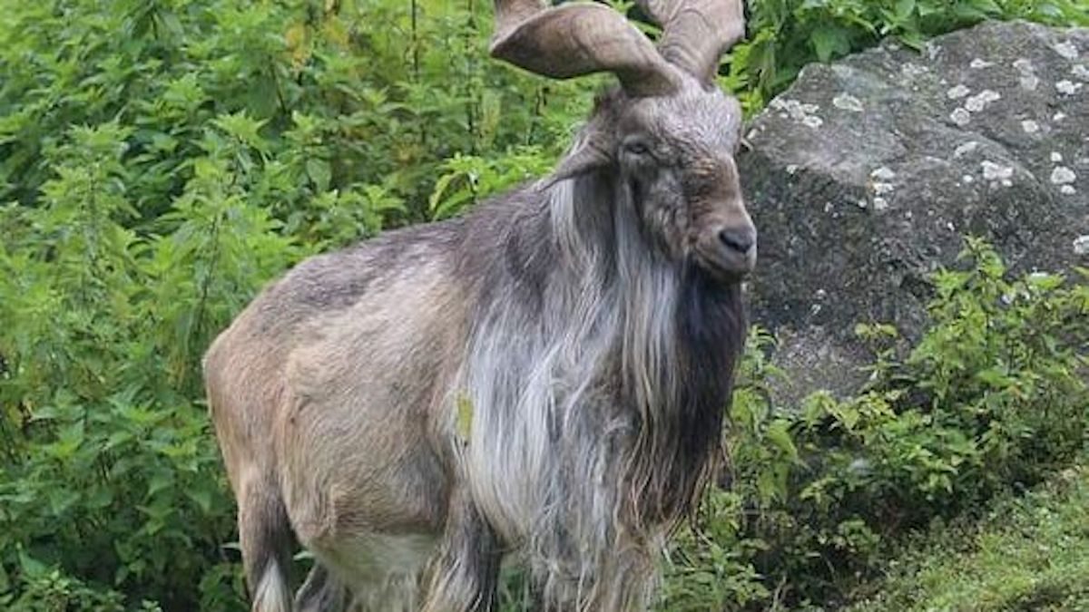 Cette chèvre unique en son genre surprend tout le monde avec sa corne extrêmement rare