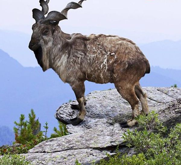 Cette chèvre unique en son genre surprend tout le monde avec sa corne extrêmement rare