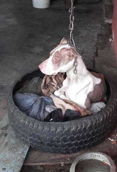 Cette chienne a été attachée avec une chaîne pendant longtemps, une scène cruelle qui a eu une fin heureuse