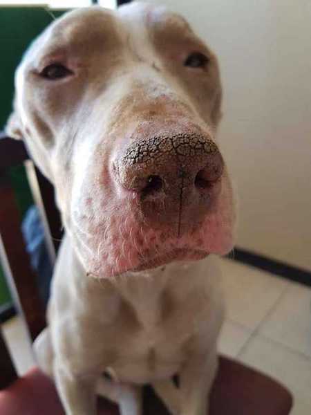 Cette chienne a été attachée avec une chaîne pendant longtemps, une scène cruelle qui a eu une fin heureuse