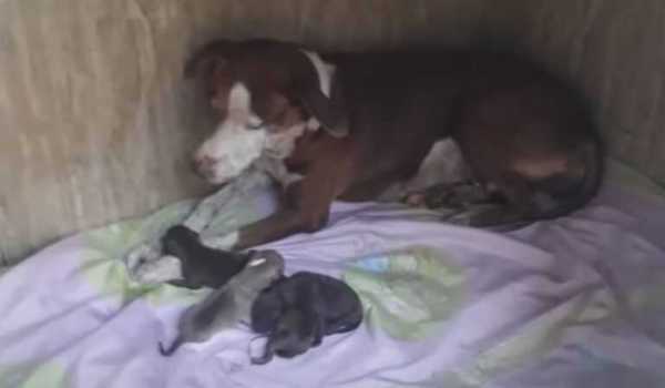 Cette chienne et ses chiots erraient dans les rues au bord de la mort, mais quelque chose a changé leur vie