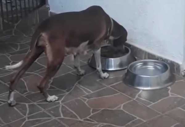 Cette chienne et ses chiots erraient dans les rues au bord de la mort, mais quelque chose a changé leur vie