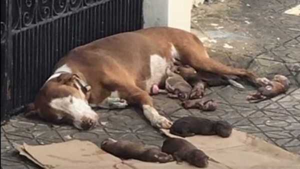 Cette chienne et ses chiots erraient dans les rues au bord de la mort, mais quelque chose a changé leur vie