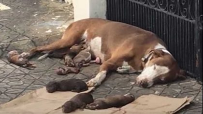 Cette chienne et ses chiots erraient dans les rues au bord de la mort, mais quelque chose a changé leur vie