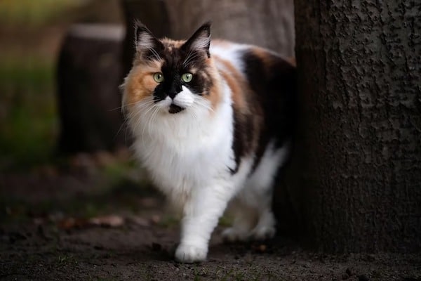 Chats Calico, des félins qui étonnent par leurs secrets et leur mysticisme