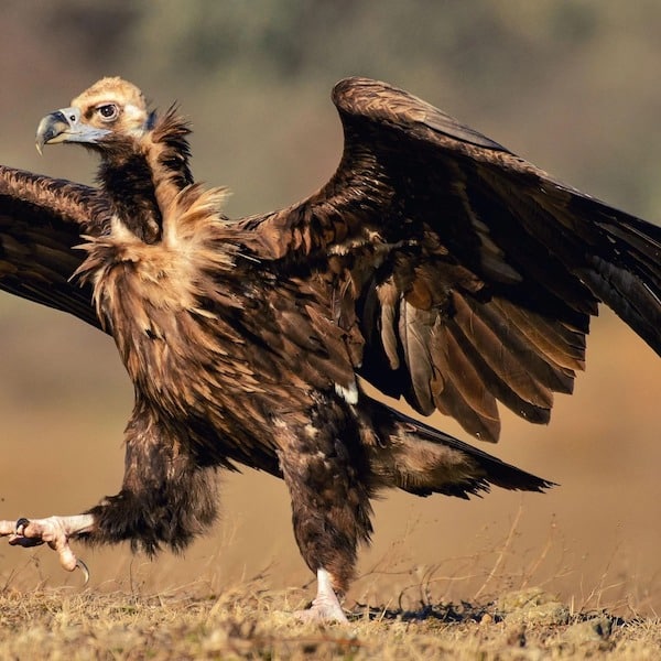 Des chercheurs surprennent tout le monde en capturant un oiseau géant doté d’énormes ailes