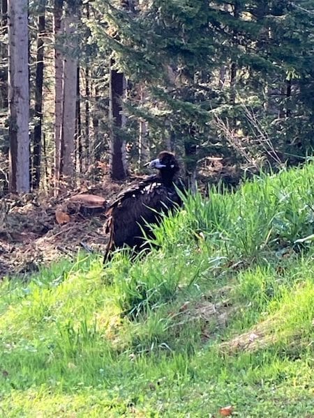 Des chercheurs surprennent tout le monde en capturant un oiseau géant doté d’énormes ailes