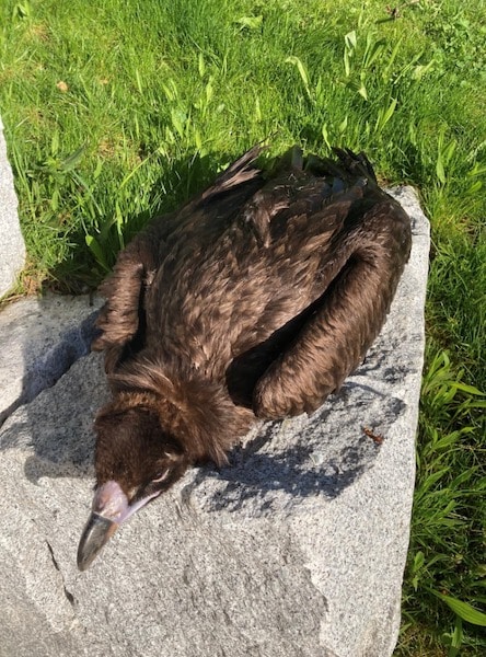 Des chercheurs surprennent tout le monde en capturant un oiseau géant doté d’énormes ailes