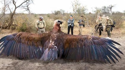 Des chercheurs surprennent tout le monde en capturant un oiseau géant doté d’énormes ailes