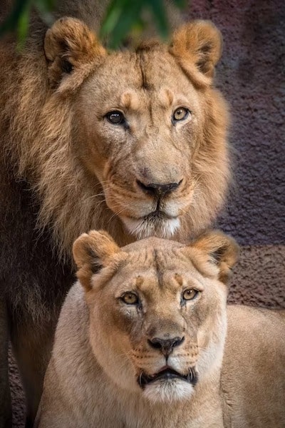 Deux lions malades se réunissent pour se soutenir