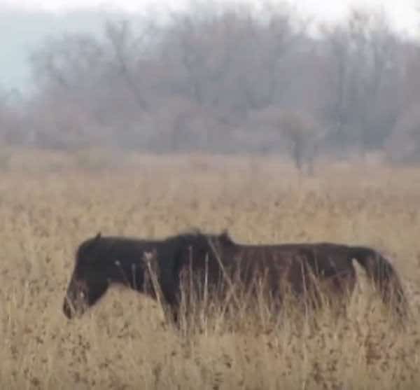 Il libère un cheval enchaîné sans savoir qu'il va vivre le moment le plus émouvant de sa vie grâce à l'animal