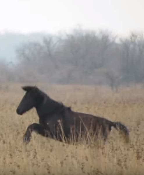 Il libère un cheval enchaîné sans savoir qu'il va vivre le moment le plus émouvant de sa vie grâce à l'animal