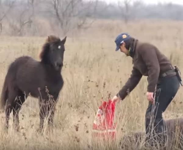 Il libère un cheval enchaîné sans savoir qu'il va vivre le moment le plus émouvant de sa vie grâce à l'animal