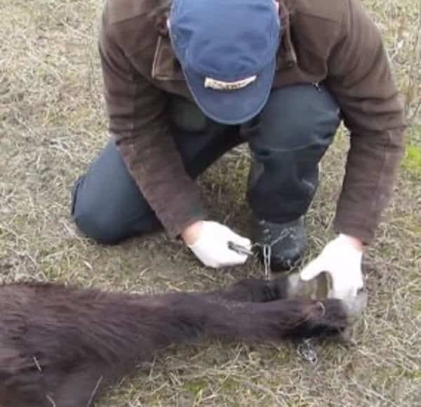 Il libère un cheval enchaîné sans savoir qu'il va vivre le moment le plus émouvant de sa vie grâce à l'animal