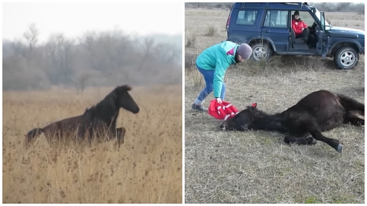 Il libère un cheval enchaîné sans savoir qu'il va vivre le moment le plus émouvant de sa vie grâce à l'animal