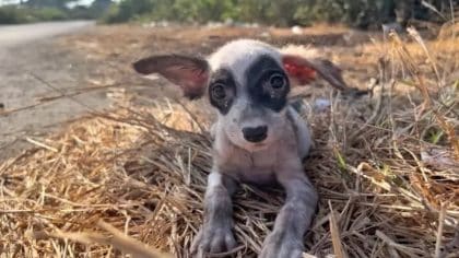 Il trouve un adorable chiot à l’allure étrange, l’emmène avec lui : sa vie change à jamais