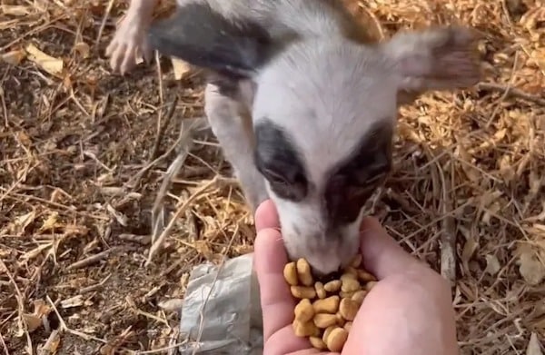 Il trouve un adorable chiot à l’allure étrange, l’emmène avec lui : sa vie change à jamais