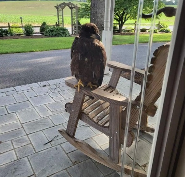 Ils trouvent un énorme animal à l'entrée de la maison, puis se rendent compte et appellent à l'aide