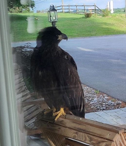 Ils trouvent un énorme animal à l'entrée de la maison, puis se rendent compte et appellent à l'aide