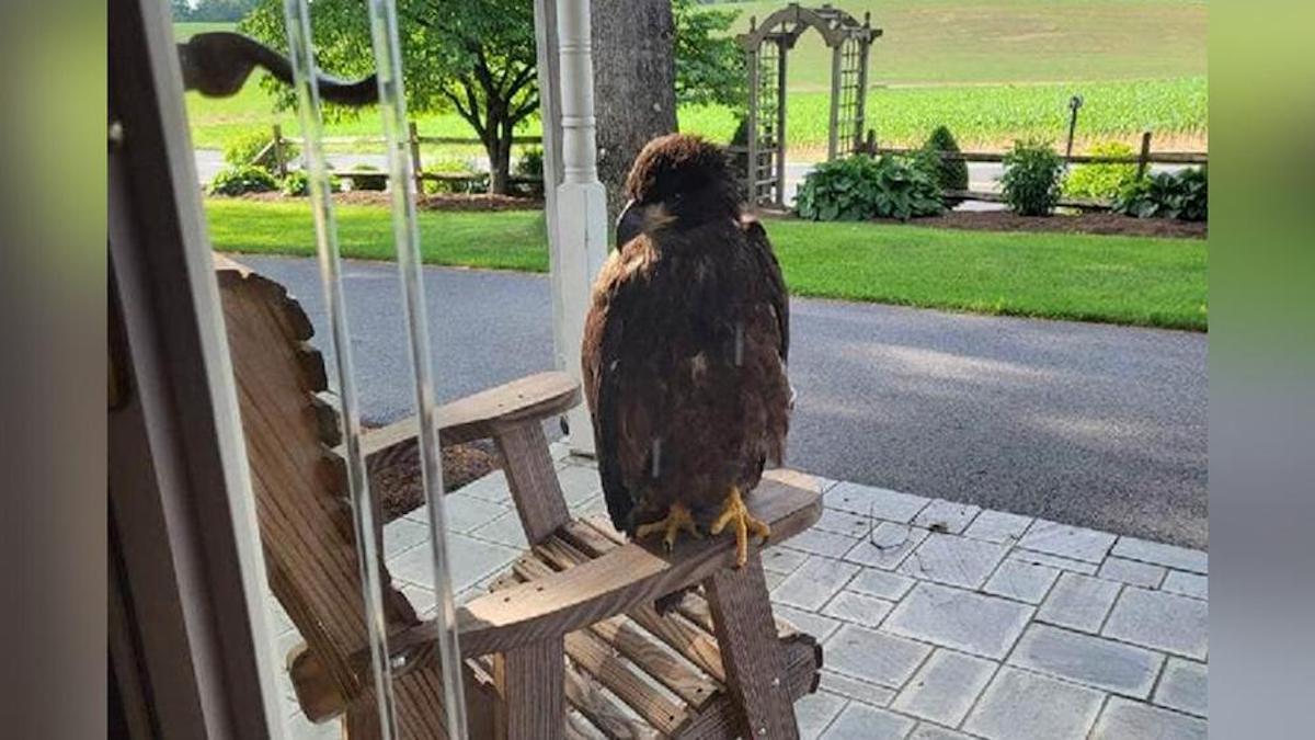 Ils trouvent un énorme animal à l'entrée de la maison, puis se rendent compte et appellent à l'aide