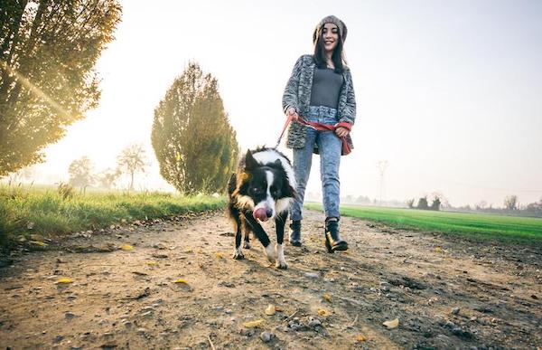 La bonne façon de promener votre chien sans problème