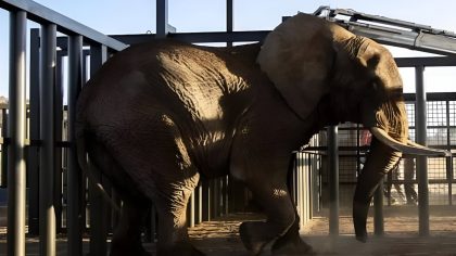 La réaction émotionnelle de Charlie, l'éléphant qui a retrouvé sa liberté après 40 ans de captivité