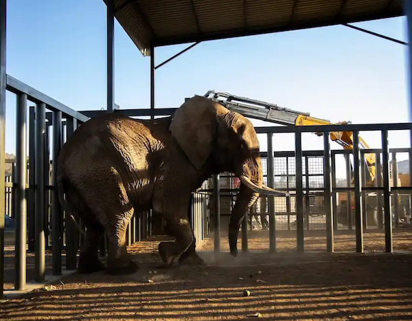 La réaction émotionnelle de Charlie, l'éléphant qui a retrouvé sa liberté après 40 ans de captivité