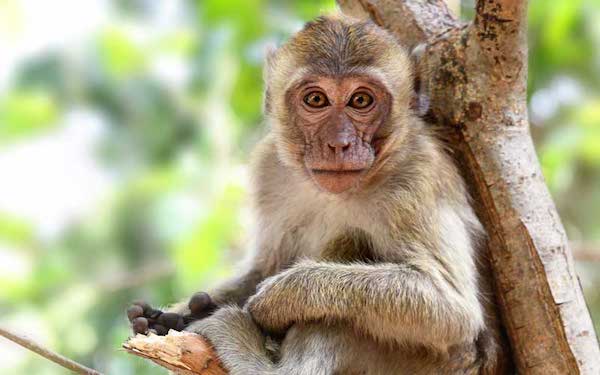 Les 5 faits les plus surprenants sur les singes