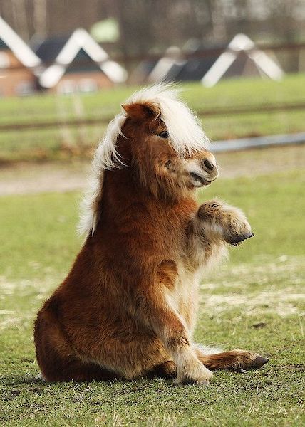 Les charmes de ce poney vous ont volé le cœur, il est source de tendresse et de bonheur