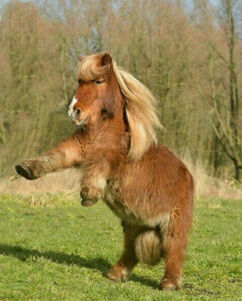 Les charmes de ce poney vous ont volé le cœur, il est source de tendresse et de bonheur