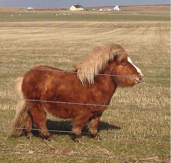 Les charmes de ce poney vous ont volé le cœur, il est source de tendresse et de bonheur