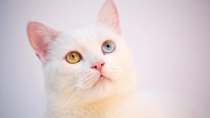 Les chats peuvent-ils détecter des présences que nous ne pouvons pas voir ?