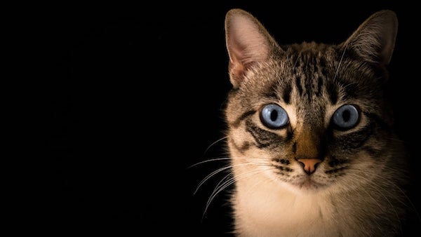 Les chats peuvent-ils détecter des présences que nous ne pouvons pas voir ?