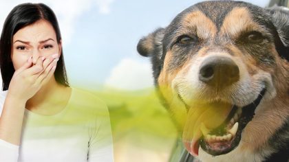 Que faire si votre chien a mauvaise haleine ? Les experts révèlent la solution et les préventions